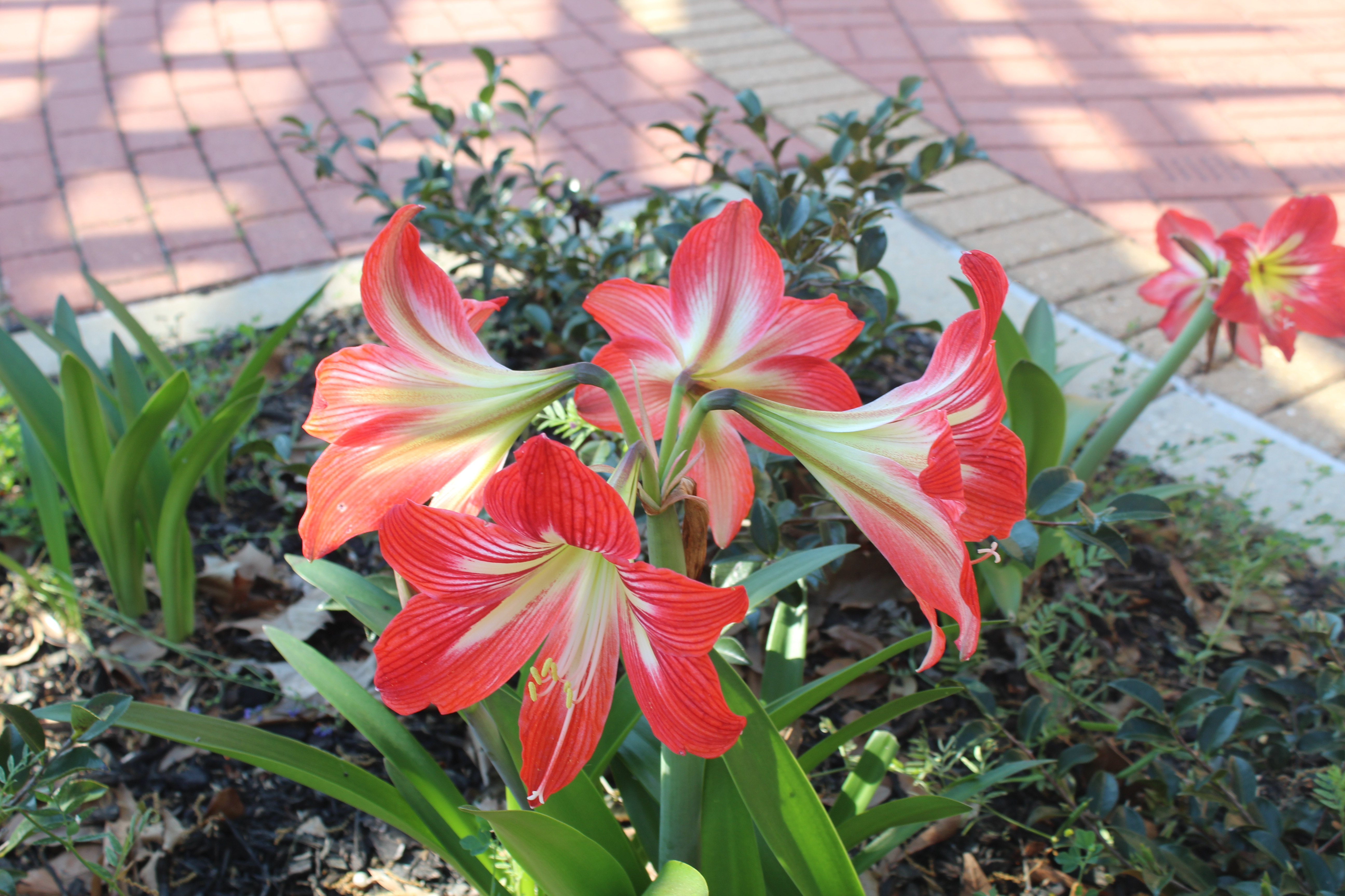 Its a flower !